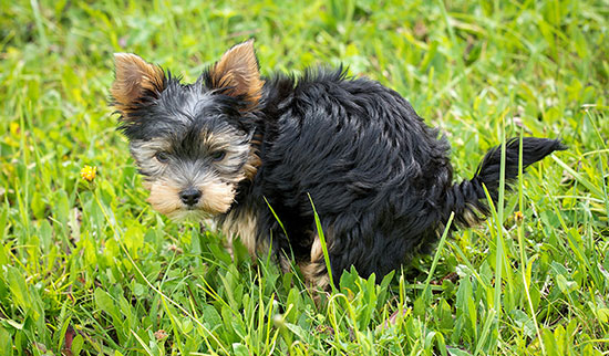 découvrez tout ce que vous devez savoir sur la fréquence vétérinaire pour votre chien. apprenez l'importance des visites régulières, les vaccinations nécessaires et les bilans de santé recommandés pour assurer le bien-être de votre compagnon canin. soyez proactif pour la santé de votre animal!