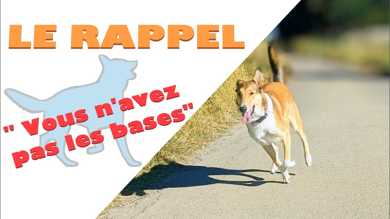 découvrez nos conseils pour habituer votre chien à porter un harnais de manière douce et efficace. apprenez les meilleures techniques pour rendre cette expérience agréable et renforcer la complicité avec votre compagnon. offrez à votre chien un confort optimal lors de vos promenades!