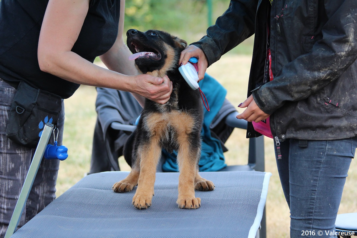 découvrez comment habituer votre chien à porter un harnais sans stress ni inquiétude. des conseils pratiques et des étapes simples pour faciliter cette transition et garantir le confort de votre compagnon à quatre pattes.