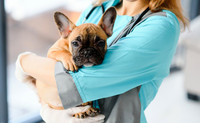 découvrez l'importance des visites vétérinaires pour la santé de votre chien. apprenez comment ces consultations régulières permettent de prévenir les maladies, de détecter les problèmes de santé tôt et d'assurer le bien-être de votre compagnon à quatre pattes.