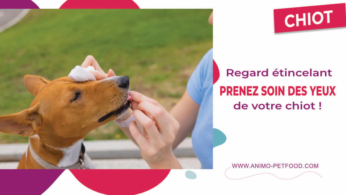 découvrez l'importance du nettoyage des yeux de votre chien et apprenez les meilleures techniques pour maintenir une bonne hygiène oculaire. assurez le confort et la santé de votre compagnon à quatre pattes grâce à nos conseils pratiques et efficaces.