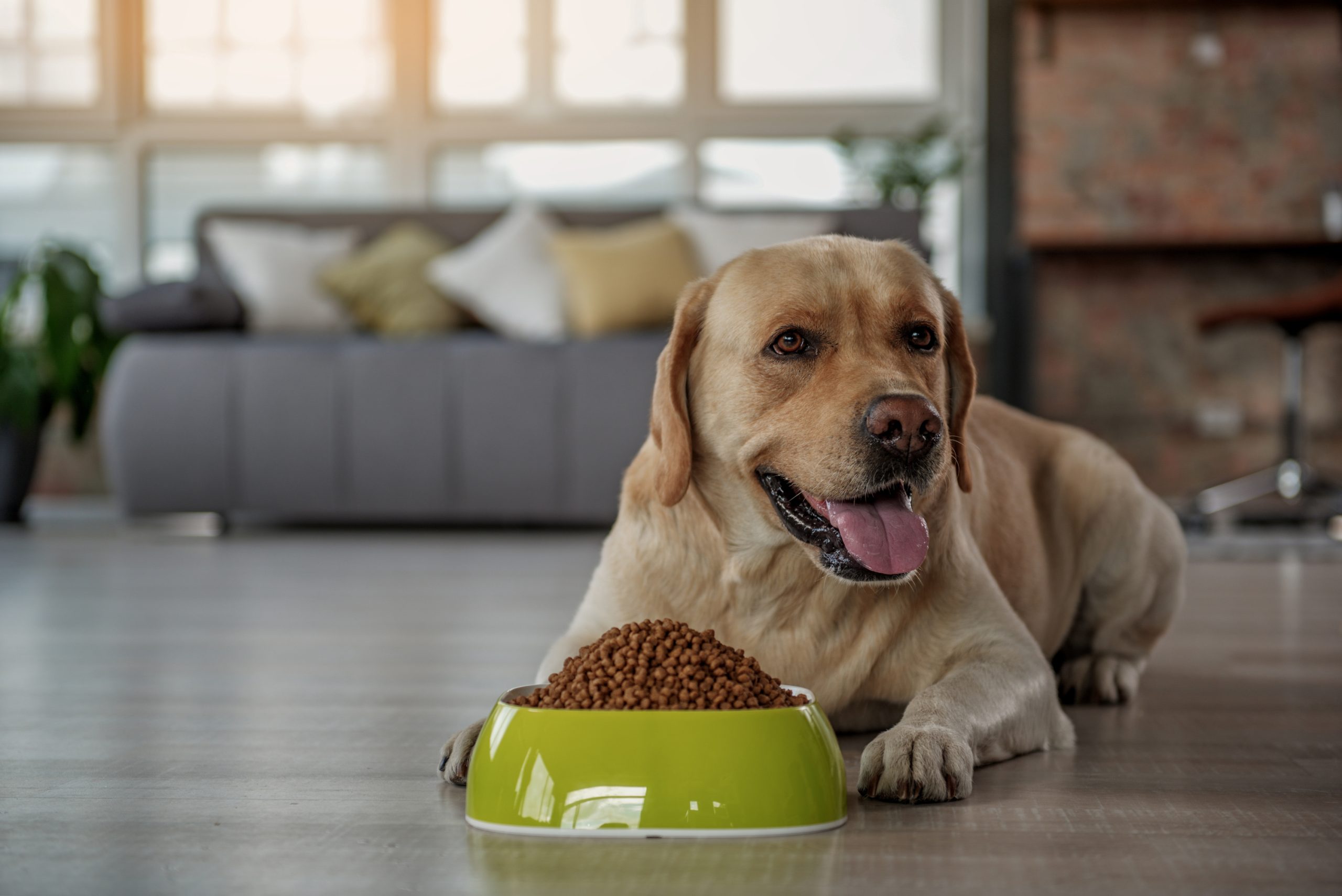 découvrez nos conseils pour bien nourrir votre chien, choisir la meilleure alimentation adaptée à ses besoins et assurer sa santé et son bien-être. apprenez à sélectionner les ingrédients de qualité et à établir une routine alimentaire équilibrée.