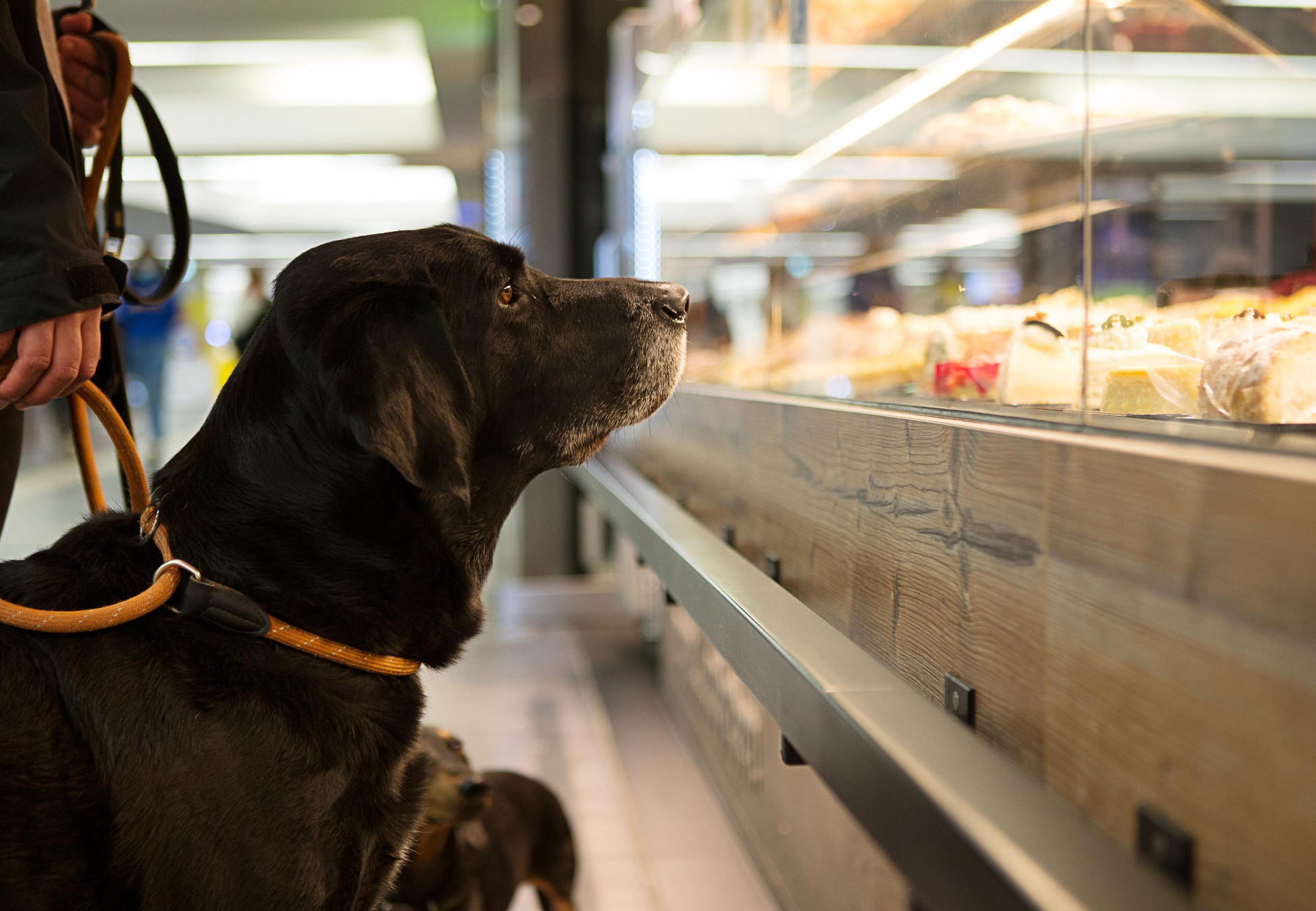 découvrez comment nourrir votre chien de manière saine et équilibrée. explorez les meilleures pratiques, les conseils alimentaires et les recommandations pour garantir une nutrition optimale à votre compagnon à quatre pattes.