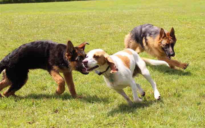 découvrez les meilleures pratiques de prévention des maladies cardiovasculaires chez les chiens. apprenez comment une alimentation équilibrée, l'exercice régulier et des contrôles vétérinaires peuvent contribuer à la santé du cœur de votre compagnon à quatre pattes.