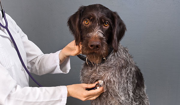 découvrez des conseils essentiels pour la prévention des maladies cardiovasculaires chez les chiens. apprenez à identifier les symptômes, améliorer l'alimentation et adopter des habitudes de vie saines pour garantir le bien-être de votre compagnon à quatre pattes.