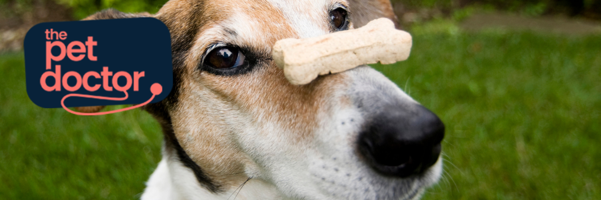 découvrez l'importance des os et des friandises dans l'alimentation de votre chien. apprenez comment ces éléments contribuent à sa santé dentaire et à son bien-être général, tout en offrant des conseils pour choisir les meilleures options nutritionnelles adaptées à votre compagnon à quatre pattes.