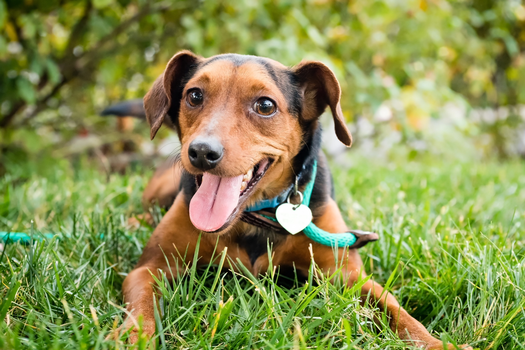 découvrez les signes de santé à surveiller chez votre chien pour assurer son bien-être. apprenez à reconnaître les indicateurs essentiels et à agir rapidement pour garantir une vie longue et heureuse à votre fidèle compagnon.