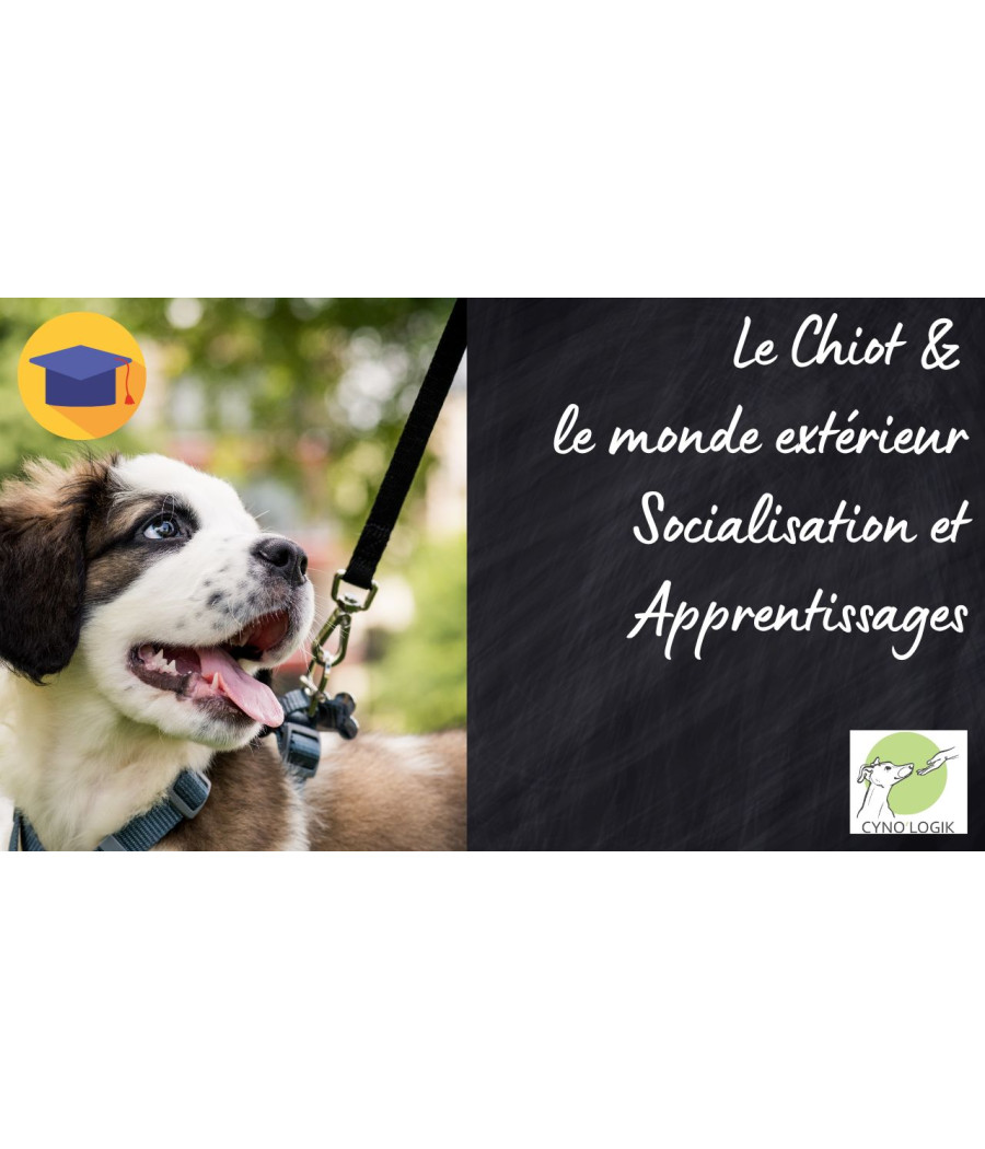 découvrez l'importance de la socialisation pour votre chien. apprenez des techniques efficaces pour aider votre compagnon à s'intégrer harmonieusement dans son environnement, à interagir avec d'autres animaux et à se comporter de manière appropriée en société.