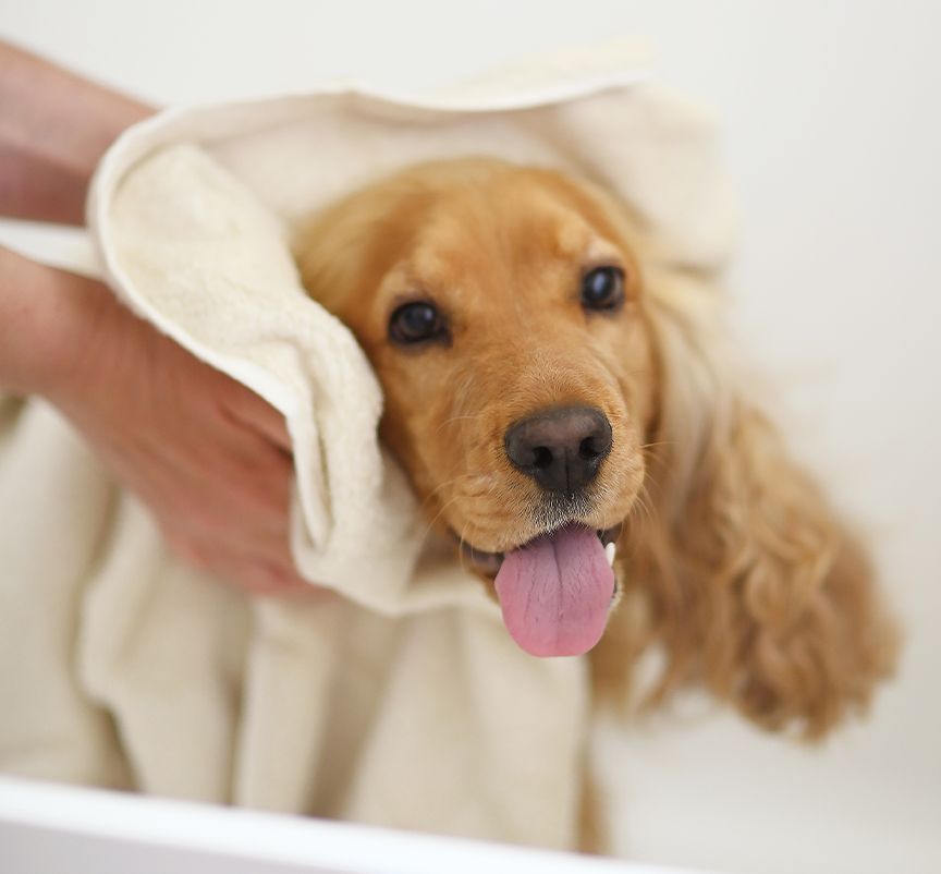 découvrez les étapes essentielles du toilettage pour chiens afin d'assurer le bien-être et l'hygiène de votre compagnon à quatre pattes. apprenez les techniques, les outils nécessaires et des conseils pratiques pour un toilettage réussi.