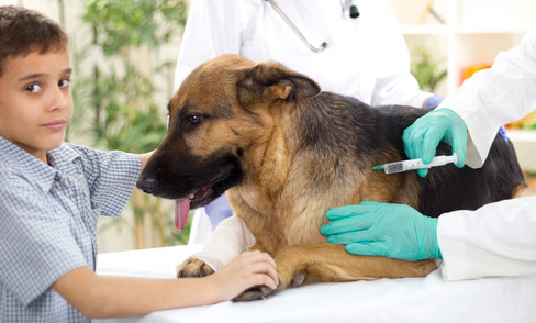 découvrez tout ce qu'il faut savoir sur les vaccins pour chiens : importance, calendrier de vaccination, types de vaccins et conseils pour assurer la santé de votre compagnon canin.