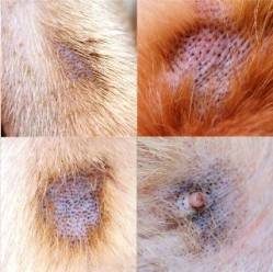 découvrez les solutions efficaces pour traiter les problèmes de peau chez votre chien. apprenez à reconnaître les symptômes, les causes courantes et les meilleurs soins à apporter pour assurer le bien-être de votre compagnon à quatre pattes.