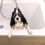 Quels sont les signaux de stress chez un chien lors d’un toilettage ?