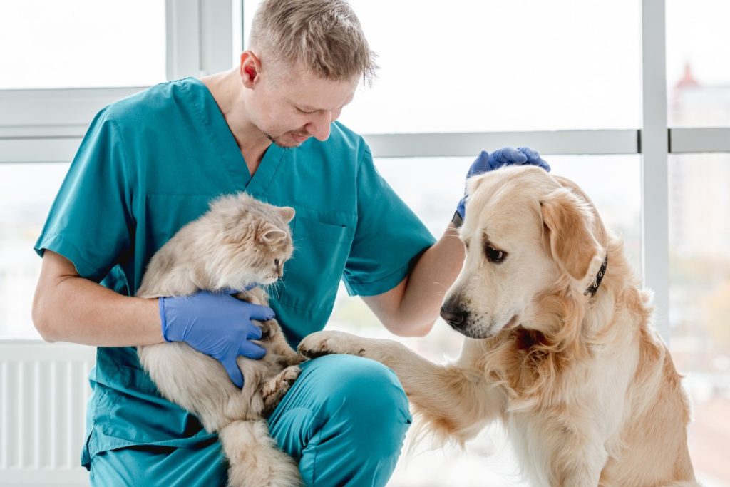 découvrez comment choisir le vétérinaire idéal pour votre chien. apprenez les critères essentiels pour assurer la santé et le bien-être de votre compagnon à quatre pattes.