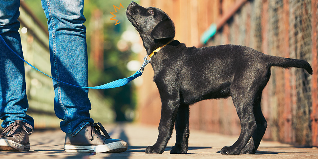 découvrez comment dresser votre chien aux ordres simples avec des méthodes efficaces et bienveillantes. apprenez à communiquer clairement avec votre compagnon à quatre pattes pour renforcer votre complicité et améliorer son obéissance.