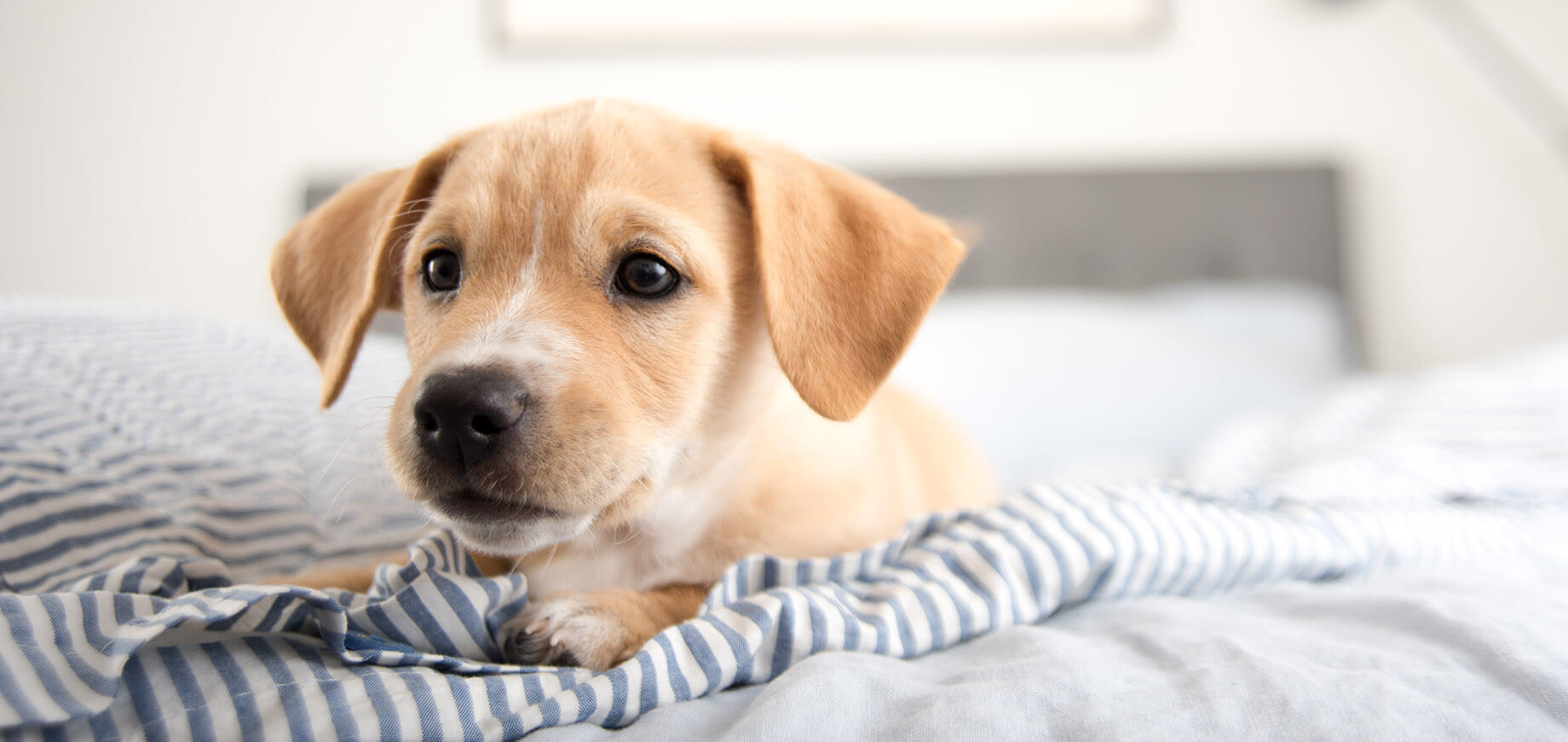 découvrez comment créer un emploi du temps efficace pour prendre soin de votre chien. apprenez à organiser ses promenades, ses repas et ses moments de jeu pour assurer son bien-être quotidien.