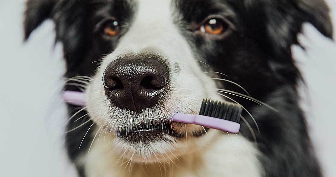 découvrez les causes de la mauvaise haleine chez votre chien et des conseils pratiques pour améliorer son hygiène bucco-dentaire. apprenez à reconnaître les signes d'alerte pour garantir la santé de votre compagnon à quatre pattes.