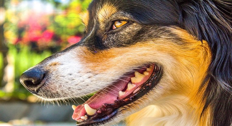 découvrez les causes et solutions pour la mauvaise haleine chez votre chien. apprenez à identifier les signes et à maintenir une bonne hygiène dentaire pour assurer le bien-être de votre compagnon à quatre pattes.