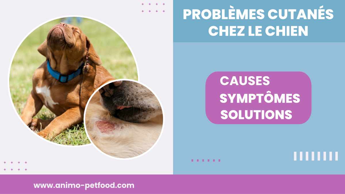 découvrez les solutions pour les problèmes de peau chez votre chien. identifiez les causes, symptômes et traitements adaptés pour assurer le bien-être de votre compagnon à quatre pattes.