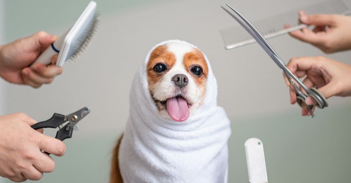 découvrez comment réduire le stress de votre chien lors du toilettage avec des astuces pratiques et des techniques apaisantes. offrez à votre compagnon à quatre pattes une expérience de toilettage sereine et agréable.